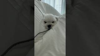귀여운 제롱이 #말티즈 #말티즈일상 #강아지 #귀여워 #dog #dogshorts