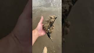 Clean Muddy Orca Toy! #KidsLearning