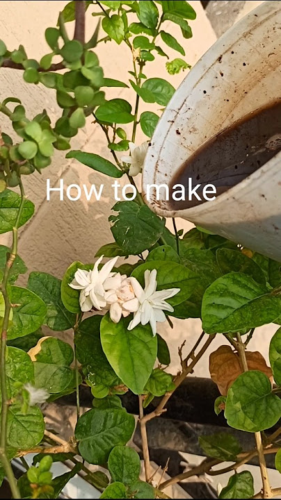 Homemade liquid fertilizer to get maximum flowers on mogra jasmine plant