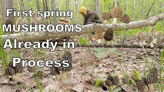 Already in Process. Spring Mushrooms Make You Go to the Forest. Mushroom Search