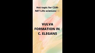 Vulva Development in C. elegans