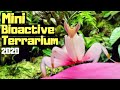 Tiny Bioactive Terrarium || Baby Orchid Mantis Setup