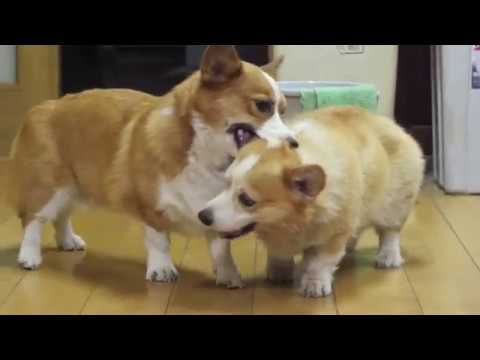 2018  秋の夜長はコギプロで【コーギー三兄弟】