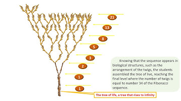 6 The Tree of Life   Fibonacci Tree 7C