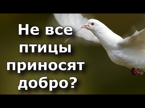 Не все птицы приносят добро. Если накакала птичка, важно знать какая.