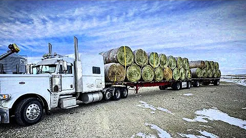 I picked a fine time to start hauling hay 😖
