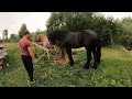 ЗІРКА ПОЇХАЛА ДО ФАРАОНА /ЖЕРЕБЕЦЬ НА ПАРОВКУ/Коні Ваговози/horses in Ukraine