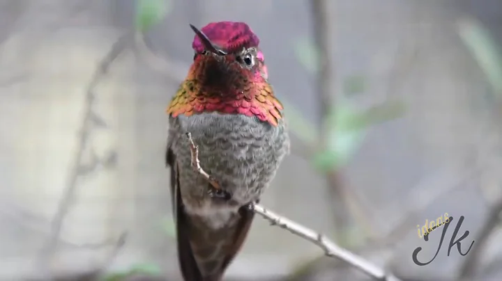 HUMMINGBIRD FACTS and more about the smallest bird species