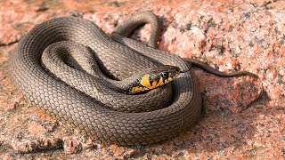 Most Beautiful Snakes In The World I Biggest Snake Species I Shocking Snake Videos I Crazy Snakes