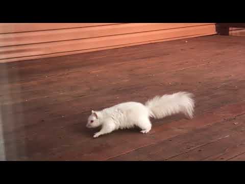 squirrel vs man