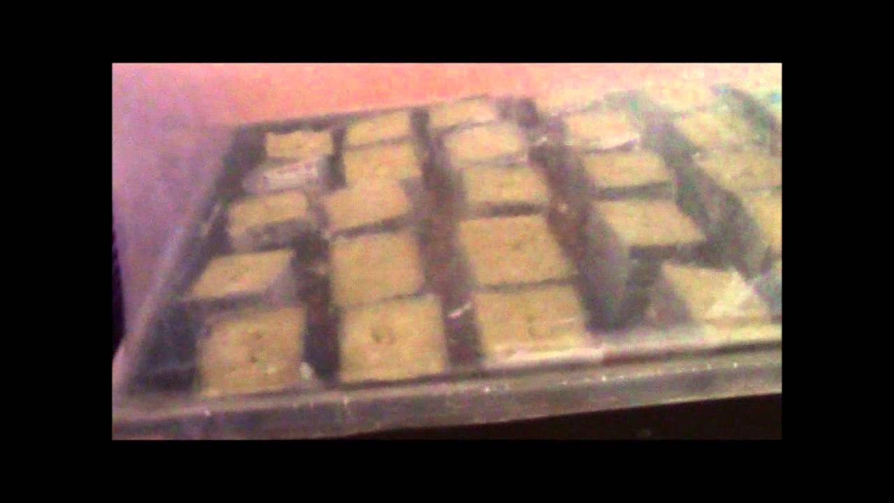 Royal Queen Seeds Germination