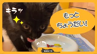 Protected kitten] “Black kitten who is good at begging