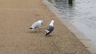 Odd gull couple calling