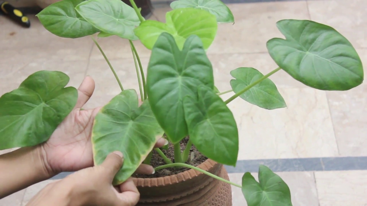 Are the Edges of your Elephant Ear Plant Leaves Turning Brown?Find
