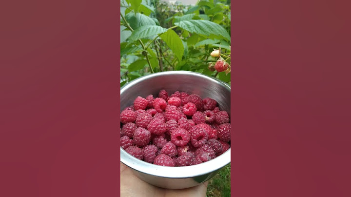 Perfect raspberries