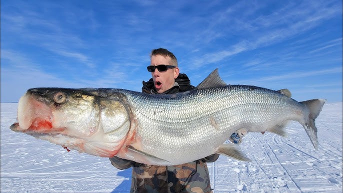 Ice Fishing for Sheefish: World Record Fun - Fish Alaska Magazine