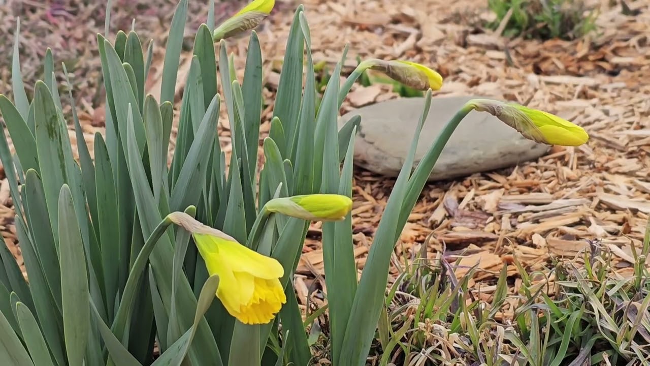 Daffodil Buds Swaying in Breeze 5 Hours Neighborhood Sounds | Birds, Hawks, Chickens & Distant Train