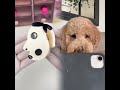 Oliver doesn’t get mad.. he gets even #dogcomedy #dogs #funny