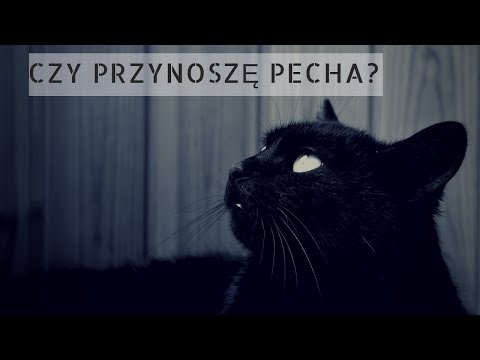 Wideo: Mity O Zwierzętach Domowych: Czy Czarne Koty Mają Pecha?