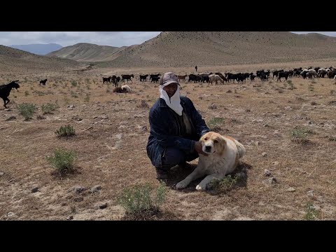 The Shepherd and his Yolbars - Aboriginal Wolfhound!