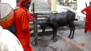 Kamakhya temple - Gawhati -Buffalo sacrifice screenshot 3