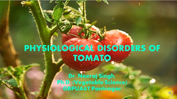 Physiological disorders of Tomato/ टमाटर के दैहिक विकार