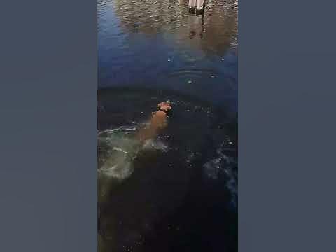 last dives of summer #american bully cane corso mix - YouTube