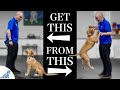 Teach Your Dog To Stop Jumping Up In 4 Simple Steps!