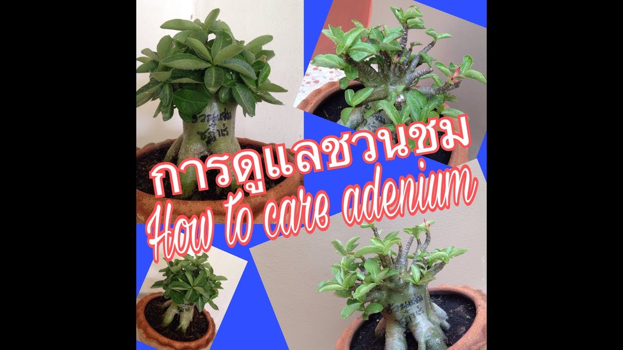 การดูแลต้นชวนชม(How to care adenium plant.) 