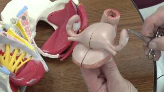 Let's Build a Pelvis 2