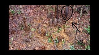 Berburu babi hutan part 5