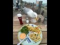 Seagull Snags Fries For Snack || ViralHog