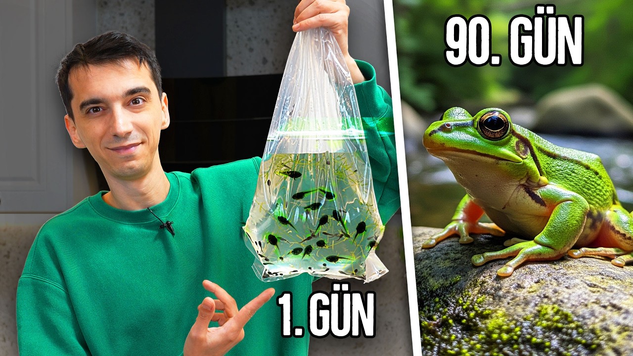 Kurbağa Akvaryumu Kurdum! (90 Günlük Gelişim)