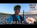 初心者でも天然アユが釣れまくる凄い川に行ってみた。2024年9月26日 富山県神通川で友釣りの入れ掛かりを経験する。