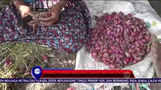 Petani di Pati, Panen Bawang Merah - NET 10