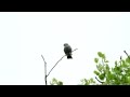 Mississippi Kite at Fort Harrison State Park