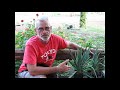 Юкка нитчатая 🌵 Как выращивать, размножать и использовать