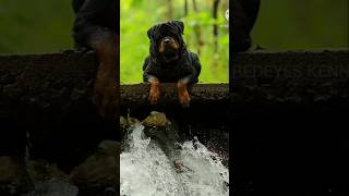 ind ch CRISPY TIMIT TOR #rottweiler #india #serbia #champion #kerala #puppy #pets