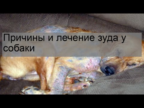 Причины и лечение зуда у собаки