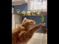 【ベルで主人を呼ぶ猫】