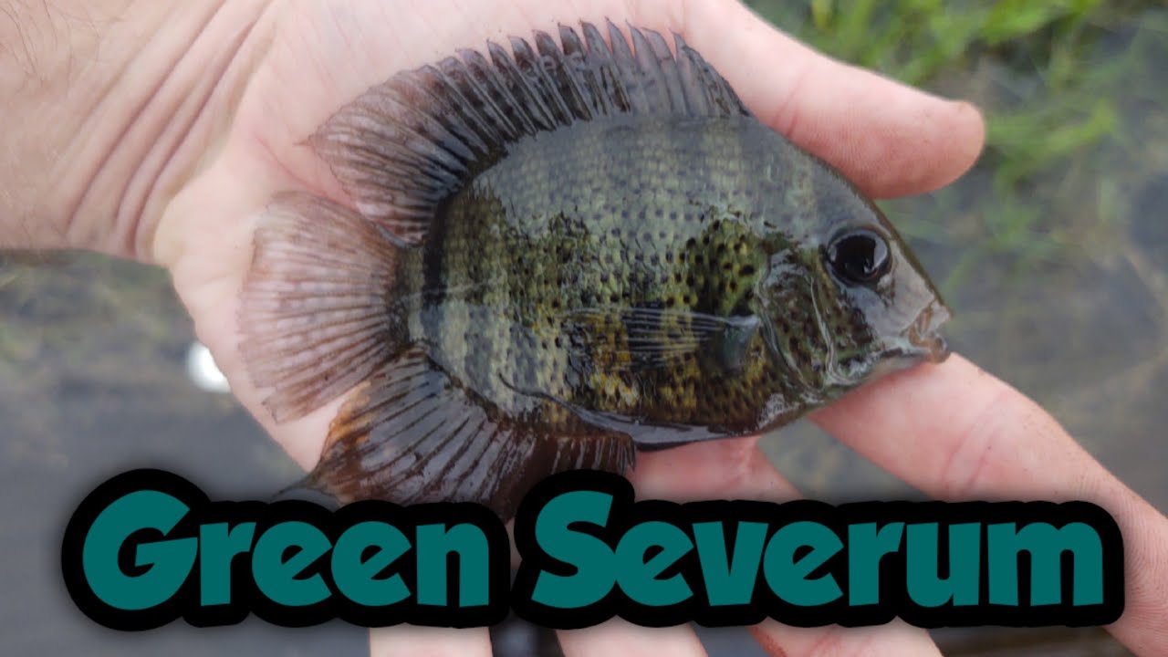 Quest for a New Species: Green Severum