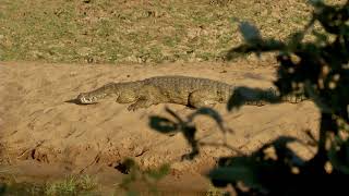 Shot of a Lifetime — Crocodile Simmons