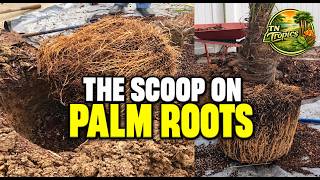The Scoop on Palm Tree Roots