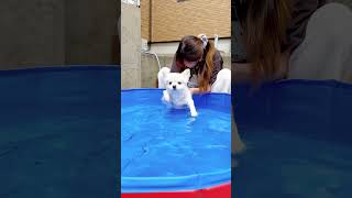 癒しの犬掻き#shorts