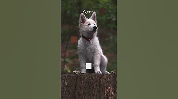 Moody Dog Photo Lightroom Edit