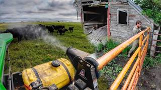 Cow Relief and Important Farm Maintenance