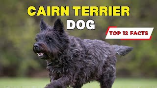 Cairn Terrier Dog Breed  Top 12 Fun Facts