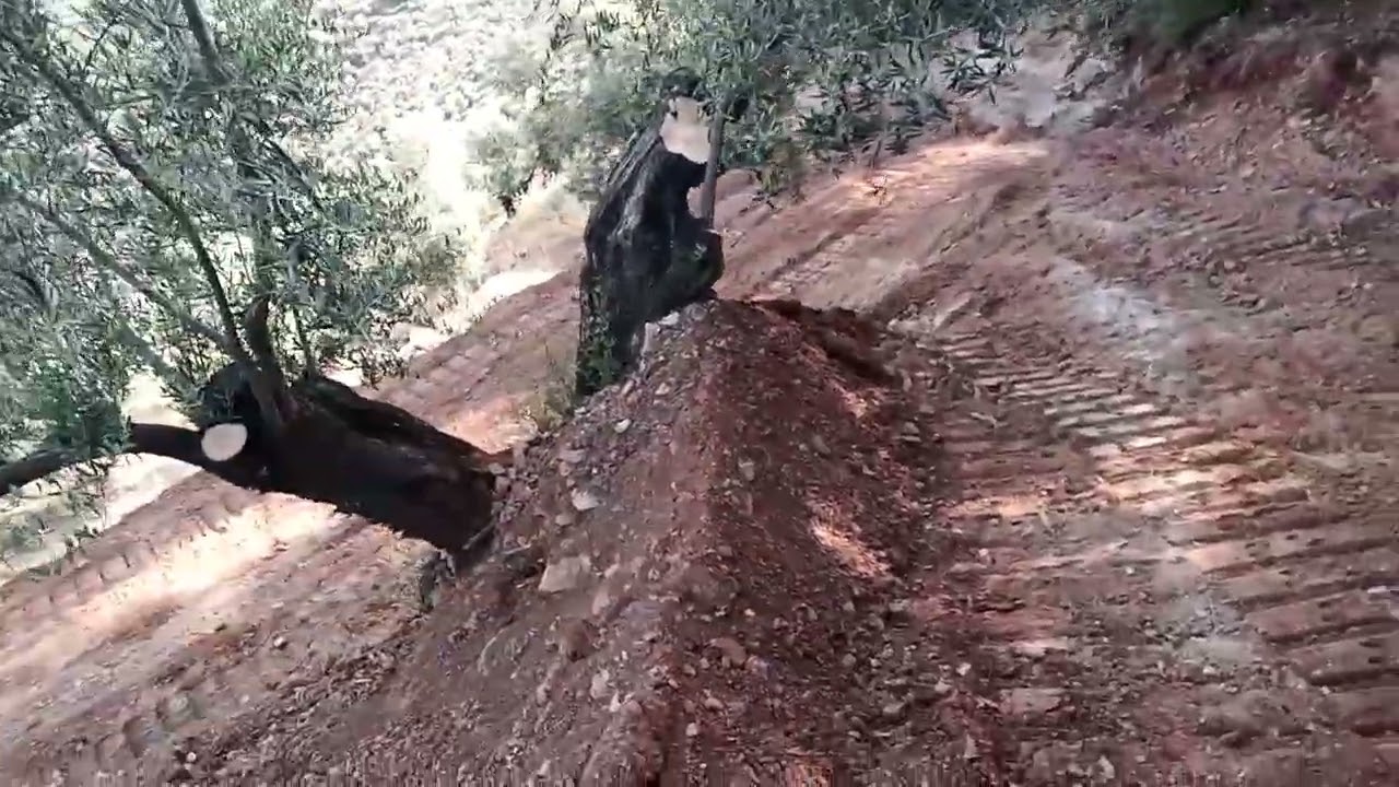 Accesibilidad de fincas en ⛰️ olivar.
