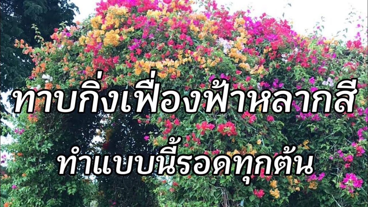 ทาบกิ่งเฟื่องฟ้าหลากสี ทำแบบนี้รอดทุกต้น สวนรุ้งเงินเฟื่องฟ้า เริ่มต้น100บาท