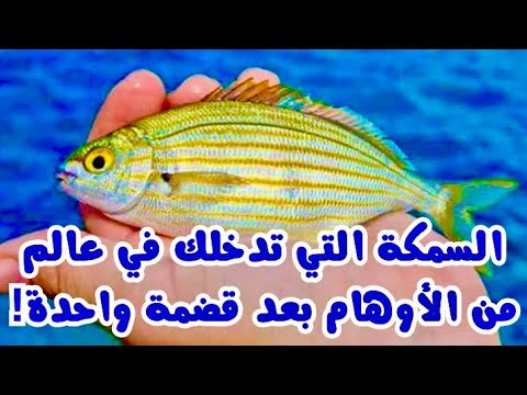 سمكة الأحلام رحلة طعام تتحول إلى كابوس هلوسة السمكة التي استخدمها الرومان للنشوة